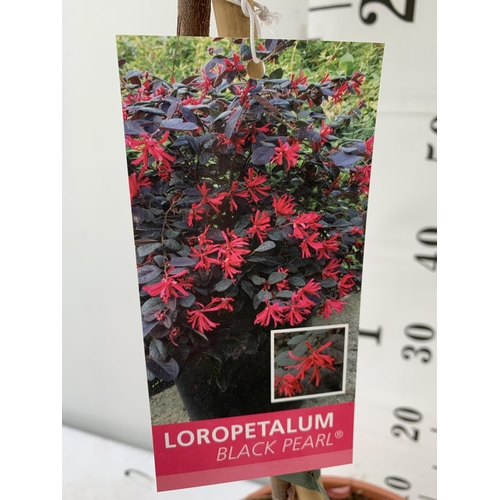 4 - ONE LOROPETALUM STANDARD TREE 'BLACK PEARL' APPROX 120CM IN HEIGHT IN A 5 LTR POT PLUS VAT