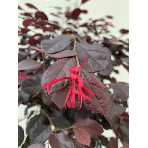 4 - ONE LOROPETALUM STANDARD TREE 'BLACK PEARL' APPROX 120CM IN HEIGHT IN A 5 LTR POT PLUS VAT