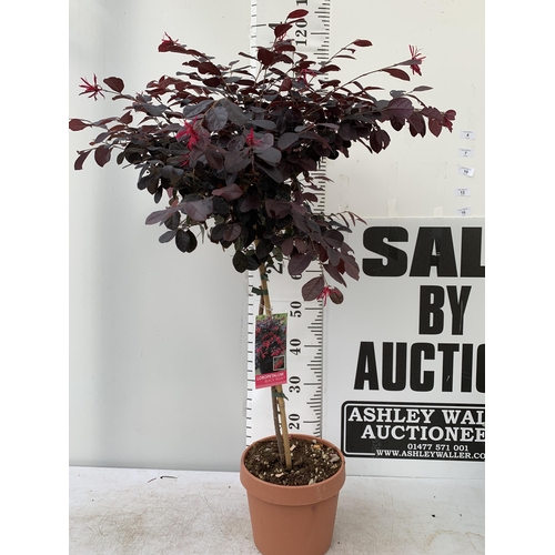 4 - ONE LOROPETALUM STANDARD TREE 'BLACK PEARL' APPROX 120CM IN HEIGHT IN A 5 LTR POT PLUS VAT