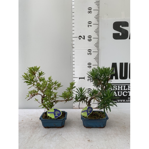 40 - TWO OUTDOOR BONSAI TREES IN CERAMIC POTS. ONE RHODODENDRON AND ONE PODOCARPUS APPROX 40CM IN HEIGHT ... 