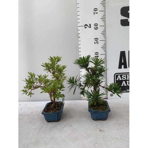 40 - TWO OUTDOOR BONSAI TREES IN CERAMIC POTS. ONE RHODODENDRON AND ONE PODOCARPUS APPROX 40CM IN HEIGHT ... 