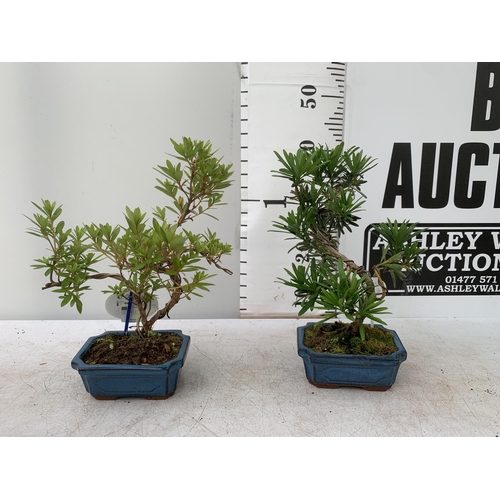 40 - TWO OUTDOOR BONSAI TREES IN CERAMIC POTS. ONE RHODODENDRON AND ONE PODOCARPUS APPROX 40CM IN HEIGHT ... 