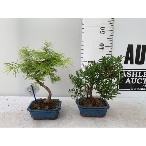 41 - TWO OUTDOOR BONSAI TREES IN CERAMIC POTS. ONE ILEX AND ONE PSEUDOLARIX APPROX 40CM -50CM IN HEIGHT P... 