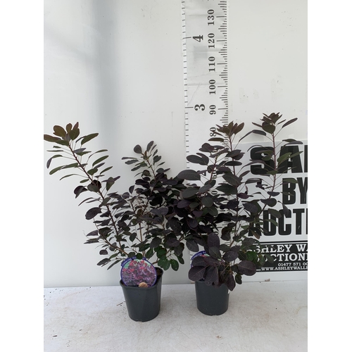 42 - TWO COTINUS COGGYGRIA ROYAL PURPLE SMOKE BUSH IN 3 LTR POTS APPROX 80CM IN HEIGHT PLUS VAT TO BE SOL... 