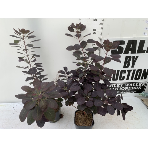 42 - TWO COTINUS COGGYGRIA ROYAL PURPLE SMOKE BUSH IN 3 LTR POTS APPROX 80CM IN HEIGHT PLUS VAT TO BE SOL... 