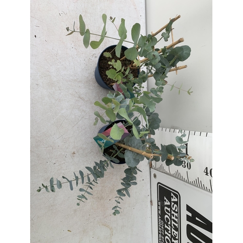 43 - TWO EUCALYPTUS CINEREA 'SILVER DOLLAR' ON A FRAME IN 2 LITRE POTS  APPROX 45CM IN HEIGHT WITH CARDS ... 