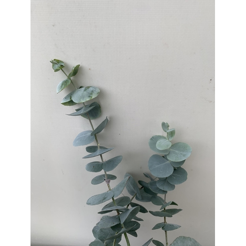 43 - TWO EUCALYPTUS CINEREA 'SILVER DOLLAR' ON A FRAME IN 2 LITRE POTS  APPROX 45CM IN HEIGHT WITH CARDS ... 