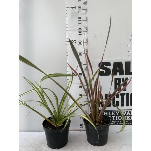 44 - TWO LARGE PHORMIUM TENAX 'PINK STRIPE' AND 'CREAM DELIGHT' APPROX 70-100CM IN HEIGHT IN 5 LTR POTS P... 