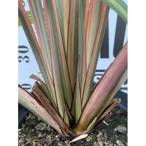 44 - TWO LARGE PHORMIUM TENAX 'PINK STRIPE' AND 'CREAM DELIGHT' APPROX 70-100CM IN HEIGHT IN 5 LTR POTS P... 