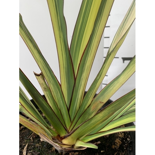 44 - TWO LARGE PHORMIUM TENAX 'PINK STRIPE' AND 'CREAM DELIGHT' APPROX 70-100CM IN HEIGHT IN 5 LTR POTS P... 