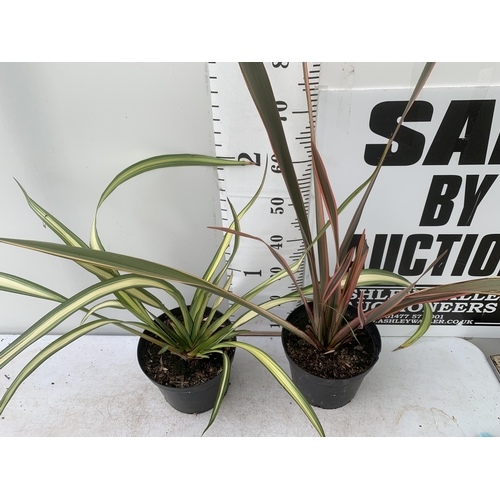 44 - TWO LARGE PHORMIUM TENAX 'PINK STRIPE' AND 'CREAM DELIGHT' APPROX 70-100CM IN HEIGHT IN 5 LTR POTS P... 