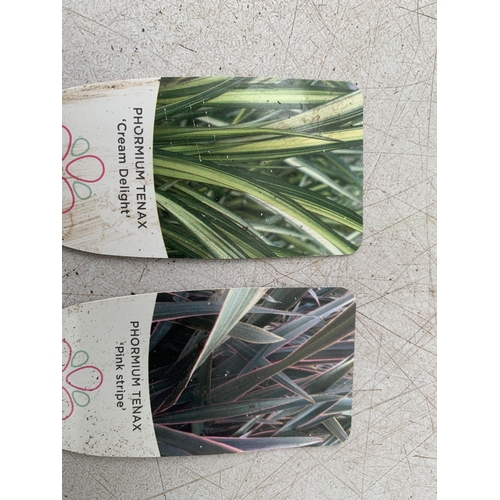 44 - TWO LARGE PHORMIUM TENAX 'PINK STRIPE' AND 'CREAM DELIGHT' APPROX 70-100CM IN HEIGHT IN 5 LTR POTS P... 