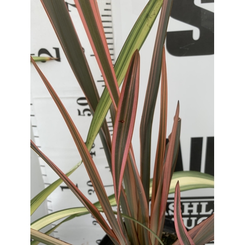 44 - TWO LARGE PHORMIUM TENAX 'PINK STRIPE' AND 'CREAM DELIGHT' APPROX 70-100CM IN HEIGHT IN 5 LTR POTS P... 