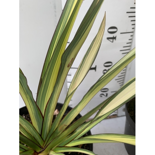 44 - TWO LARGE PHORMIUM TENAX 'PINK STRIPE' AND 'CREAM DELIGHT' APPROX 70-100CM IN HEIGHT IN 5 LTR POTS P... 