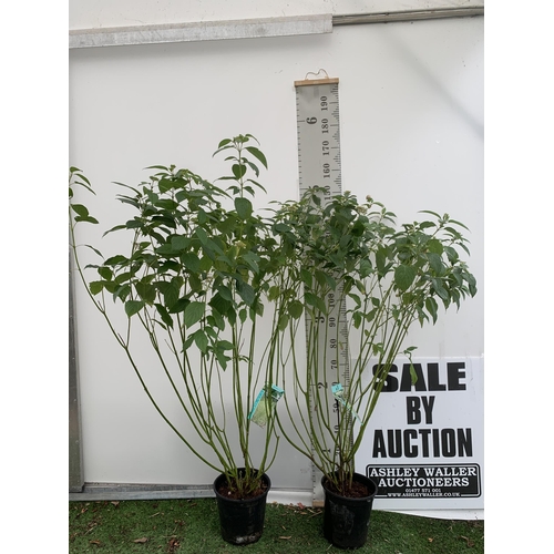 48 - TWO VERY LARGE CORNUS SERICEA 'FLAVIRAMEA' APPROX 160CM IN HEIGHT. SOLD IN 6.5 LTR POTS PLUS VAT TO ... 