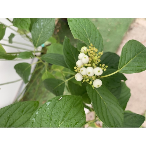 48 - TWO VERY LARGE CORNUS SERICEA 'FLAVIRAMEA' APPROX 160CM IN HEIGHT. SOLD IN 6.5 LTR POTS PLUS VAT TO ... 