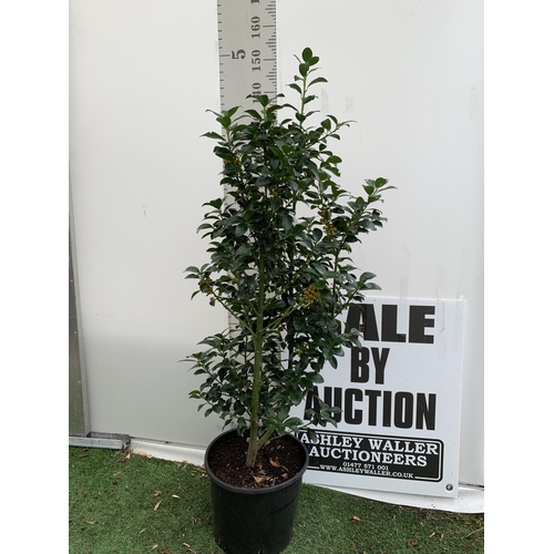 5 - ONE VERY LARGE HOLLY ILEX 'HECKEN STAR' APPROX 150CM IN HEIGHT IN A 15 LTR POT PLUS VAT