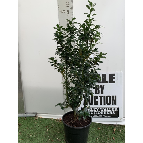 5 - ONE VERY LARGE HOLLY ILEX 'HECKEN STAR' APPROX 150CM IN HEIGHT IN A 15 LTR POT PLUS VAT