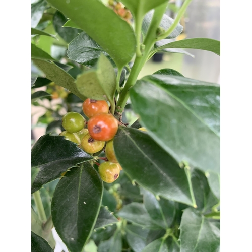 5 - ONE VERY LARGE HOLLY ILEX 'HECKEN STAR' APPROX 150CM IN HEIGHT IN A 15 LTR POT PLUS VAT