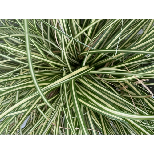 50 - TWO HARDY ORNAMENTAL GRASSES CAREX 'EVERGOLD' AND 'FEATHER FALLS' IN 3 LTR POTS APPROX 40CM IN HEIGH... 