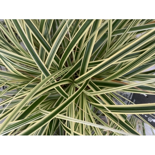 50 - TWO HARDY ORNAMENTAL GRASSES CAREX 'EVERGOLD' AND 'FEATHER FALLS' IN 3 LTR POTS APPROX 40CM IN HEIGH... 