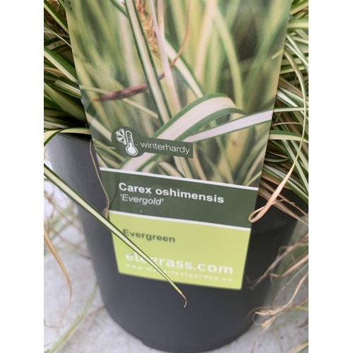 50 - TWO HARDY ORNAMENTAL GRASSES CAREX 'EVERGOLD' AND 'FEATHER FALLS' IN 3 LTR POTS APPROX 40CM IN HEIGH... 