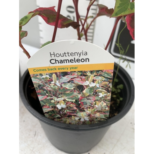 51 - THREE HOUTTENYIA 'CHAMELEON' IN FLOWER IN 2 LTR POTS APPROX 40CM IN HEIGHT PLUS VAT TO BE SOLD FOR T... 