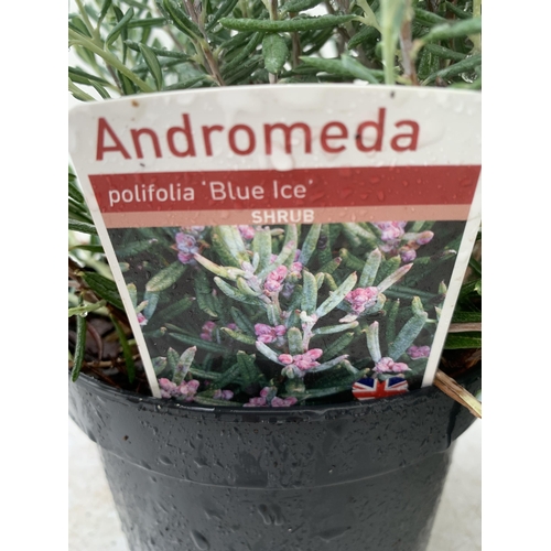 52 - TWO ANDROMEDA POLIFOLIA 'BLUE ICE' IN 2 LTR POTS APPROX 35CM IN HEIGHT PLUS VAT TO BE SOLD FOR THE T... 