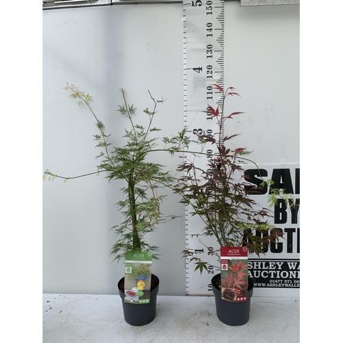 54 - TWO ACER PALMATUMS 'ATROPURPUREUM' AND 'EMERALD LACE' IN 3 LTR POTS APPROX 110CM IN HEIGHT PLUS VAT ... 