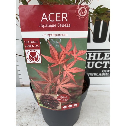 54 - TWO ACER PALMATUMS 'ATROPURPUREUM' AND 'EMERALD LACE' IN 3 LTR POTS APPROX 110CM IN HEIGHT PLUS VAT ... 