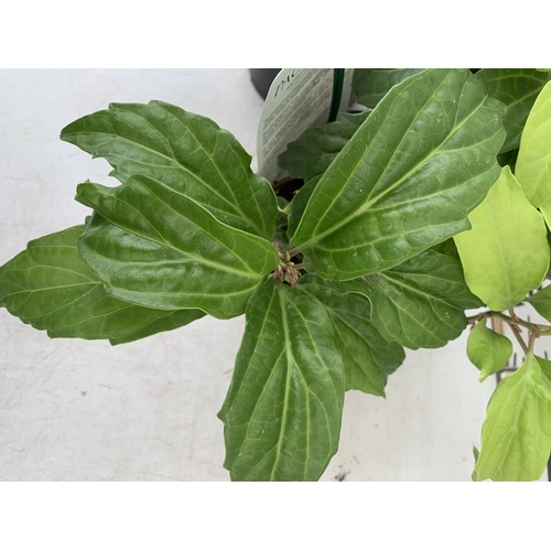 55 - TWO PACHYSANDRA AXILLARIS 'GREAT COVER' IN 2 LTR POTS APPROX 30CM IN HEIGHT PLUS VAT TO BE SOLD FOR ... 