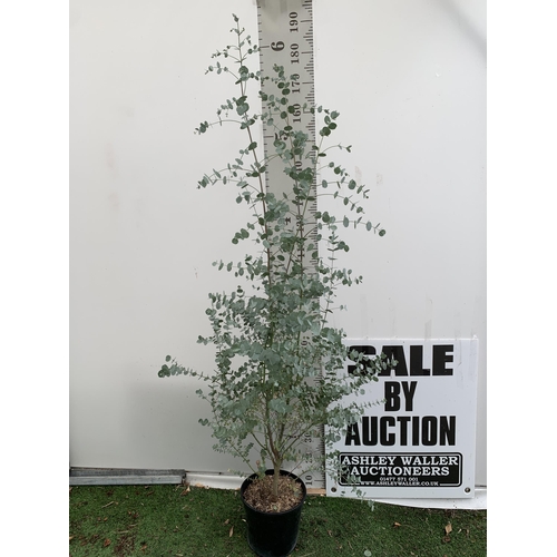 6 - ONE LARGE EUCALYPTUS AZURA TREE APPROX 190CM IN HEIGHT IN A 4 LTR POT PLUS VAT