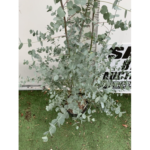 6 - ONE LARGE EUCALYPTUS AZURA TREE APPROX 190CM IN HEIGHT IN A 4 LTR POT PLUS VAT