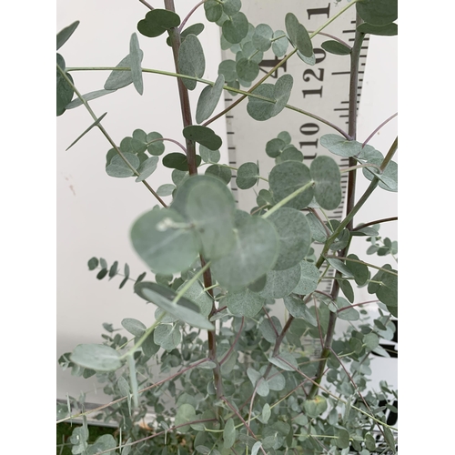 6 - ONE LARGE EUCALYPTUS AZURA TREE APPROX 190CM IN HEIGHT IN A 4 LTR POT PLUS VAT