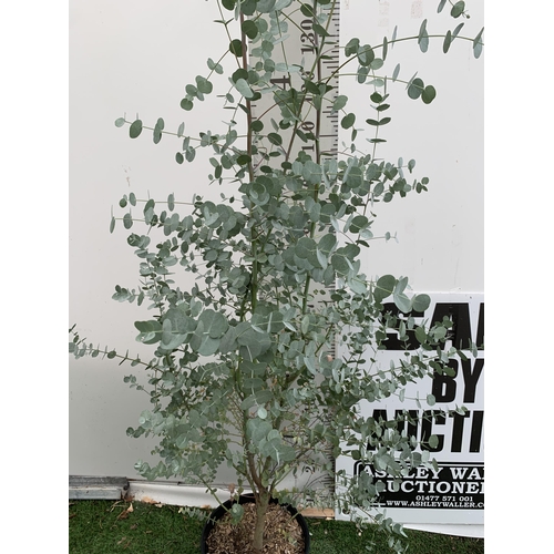 6 - ONE LARGE EUCALYPTUS AZURA TREE APPROX 190CM IN HEIGHT IN A 4 LTR POT PLUS VAT