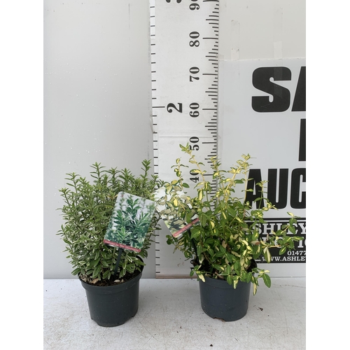 61 - TWO EUONYMOUS JAPONICA 'MICR ALBOVARIEGATUS' AND FORTUNA 'INTERBOLWI BLONDY'' IN 2 LTR POTS APPROX 4... 