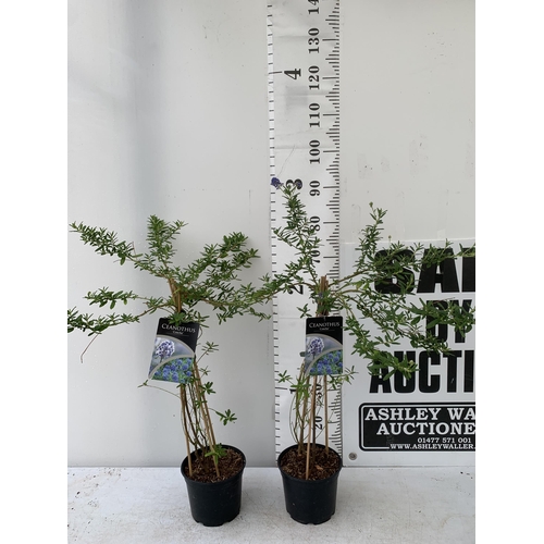 62 - TWO CEANOTHUS 'CONCHA' ON A PYRAMID FRAME IN 2 LTR POTS WITH CARD APPROX 80-90CM IN HEIGHT PLUS VAT ... 