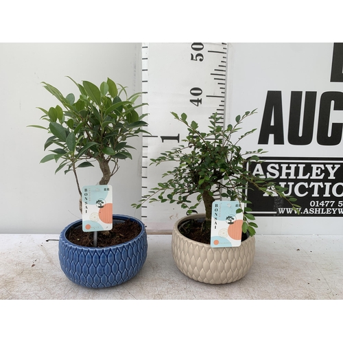 64 - TWO INDOOR BONSAI TREES IN CIRCULAR CERAMIC POTS. ONE ZELKOVA AND ONE FIG (FICUS) APPROX 30-40CM IN ... 