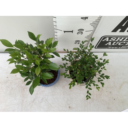 64 - TWO INDOOR BONSAI TREES IN CIRCULAR CERAMIC POTS. ONE ZELKOVA AND ONE FIG (FICUS) APPROX 30-40CM IN ... 