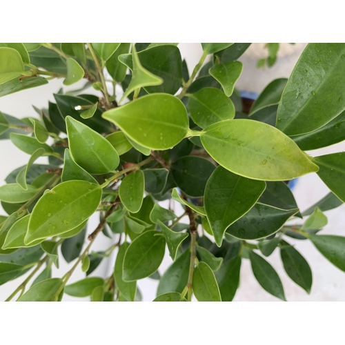 64 - TWO INDOOR BONSAI TREES IN CIRCULAR CERAMIC POTS. ONE ZELKOVA AND ONE FIG (FICUS) APPROX 30-40CM IN ... 