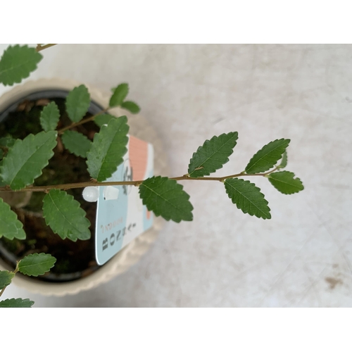 64 - TWO INDOOR BONSAI TREES IN CIRCULAR CERAMIC POTS. ONE ZELKOVA AND ONE FIG (FICUS) APPROX 30-40CM IN ... 