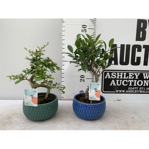 65 - TWO INDOOR BONSAI TREES IN CIRCULAR CERAMIC POTS. ONE FIG (FICUS) AND ONE CARMONA APPROX 40-50CM IN ... 