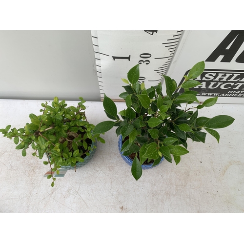 65 - TWO INDOOR BONSAI TREES IN CIRCULAR CERAMIC POTS. ONE FIG (FICUS) AND ONE CARMONA APPROX 40-50CM IN ... 