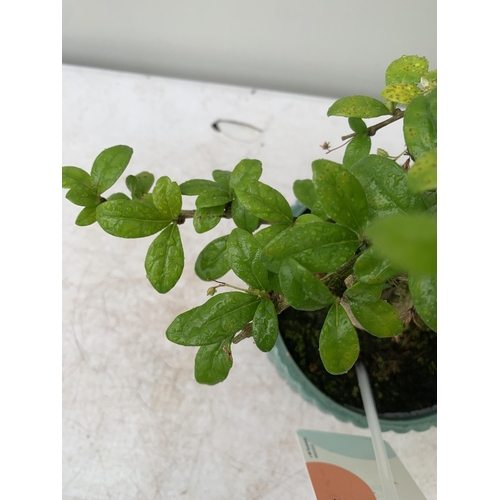 65 - TWO INDOOR BONSAI TREES IN CIRCULAR CERAMIC POTS. ONE FIG (FICUS) AND ONE CARMONA APPROX 40-50CM IN ... 