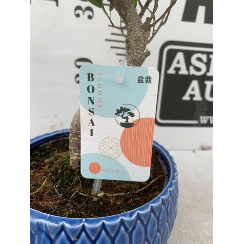 65 - TWO INDOOR BONSAI TREES IN CIRCULAR CERAMIC POTS. ONE FIG (FICUS) AND ONE CARMONA APPROX 40-50CM IN ... 