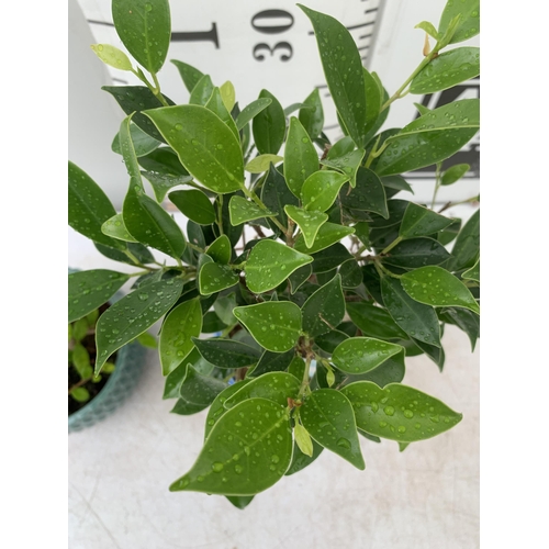 65 - TWO INDOOR BONSAI TREES IN CIRCULAR CERAMIC POTS. ONE FIG (FICUS) AND ONE CARMONA APPROX 40-50CM IN ... 