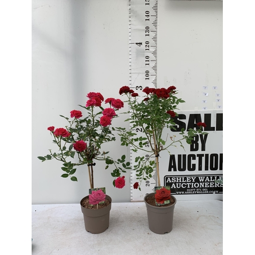 7 - TWO MIXED ROSE PATIO PLANTS IN ROYAL RED AND ROYAL PINK IN FLOWER APPROX 90CM IN HEIGHT IN 3 LTR POT... 