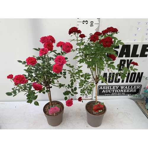 7 - TWO MIXED ROSE PATIO PLANTS IN ROYAL RED AND ROYAL PINK IN FLOWER APPROX 90CM IN HEIGHT IN 3 LTR POT... 