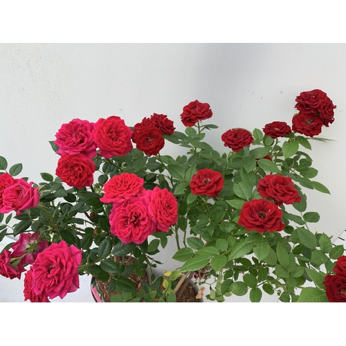 7 - TWO MIXED ROSE PATIO PLANTS IN ROYAL RED AND ROYAL PINK IN FLOWER APPROX 90CM IN HEIGHT IN 3 LTR POT... 