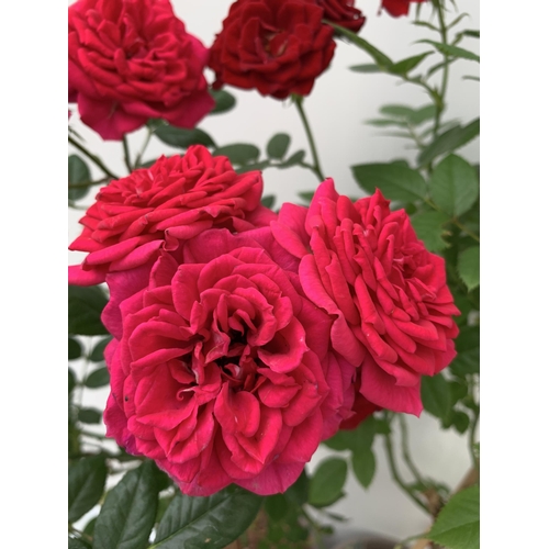 7 - TWO MIXED ROSE PATIO PLANTS IN ROYAL RED AND ROYAL PINK IN FLOWER APPROX 90CM IN HEIGHT IN 3 LTR POT... 